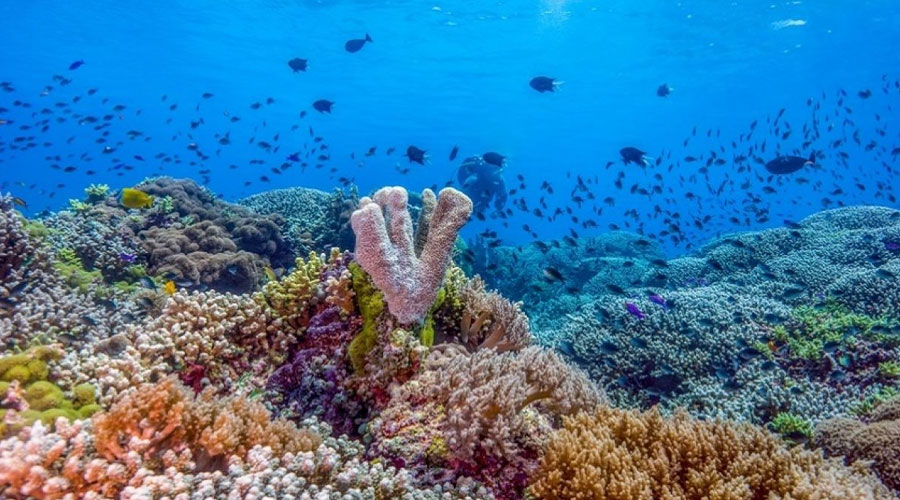 Tubbataha Reefs Natural Park