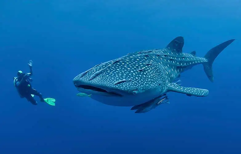 Philippines as a Whale Shark Haven